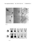 NANOPARTICLES, METHODS OF MAKING SAME AND CELL LABELING USING SAME diagram and image