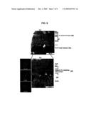 HEAT-RESISTANT ALLOY MEMBER, ALLOY MEMBER FOR FUEL CELL, COLLECTOR MEMBER FOR FUEL CELL, CELL STACK, AND FUEL CELL APPARATUS diagram and image