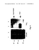 Phospho-Specific Anti-Pax3 Antibodies diagram and image