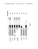 Phospho-Specific Anti-Pax3 Antibodies diagram and image