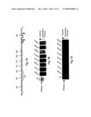 Phospho-Specific Anti-Pax3 Antibodies diagram and image