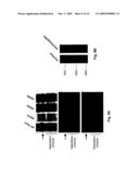 Phospho-Specific Anti-Pax3 Antibodies diagram and image