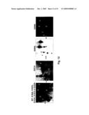 Phospho-Specific Anti-Pax3 Antibodies diagram and image