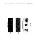 Phospho-Specific Anti-Pax3 Antibodies diagram and image