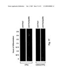 Phospho-Specific Anti-Pax3 Antibodies diagram and image