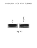 Phospho-Specific Anti-Pax3 Antibodies diagram and image