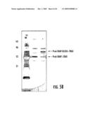 CLEAVABLE CATALYTIC BINDING AND DETECTION SYSTEM diagram and image