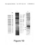 Identification and characterization of racemases, definition of protein signatures, and a test for detecting D-amino acid and for screening molecules capable of inhibiting the activity of racemase, especially proline racemase diagram and image