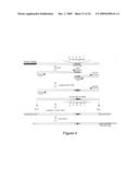 Identification and characterization of racemases, definition of protein signatures, and a test for detecting D-amino acid and for screening molecules capable of inhibiting the activity of racemase, especially proline racemase diagram and image