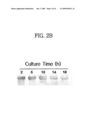 Translational Elongation Factor Promoter From Pichia Pastoris And Method For Producing Recombinant Protein Using The Same diagram and image