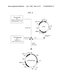 Translational Elongation Factor Promoter From Pichia Pastoris And Method For Producing Recombinant Protein Using The Same diagram and image