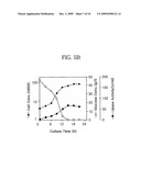 Translational Elongation Factor Promoter From Pichia Pastoris And Method For Producing Recombinant Protein Using The Same diagram and image