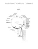 METHOD FOR CELL SURFACE DISPLAYING OF TARGET PROTEINS USING BACILLUS ANTHRACIS EXOSPORIUM diagram and image