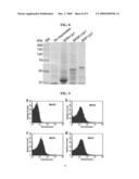 METHOD FOR CELL SURFACE DISPLAYING OF TARGET PROTEINS USING BACILLUS ANTHRACIS EXOSPORIUM diagram and image