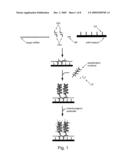 Assays for determining telomere length and repeated sequence copy number diagram and image