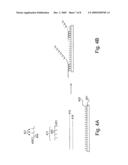 Assays for determining telomere length and repeated sequence copy number diagram and image