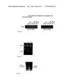 Hai-1 and hai-2 in cancer therapy diagram and image