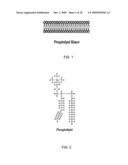 Near-Infrared electromagnetic modification of cellular steady-state membrane potentials diagram and image