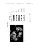 Production of Neural Stem Cells from Bone Marrow Tissue and Use Thereof diagram and image