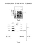 Soluble Fragments of The Sars-Cov Spike Glycoprotein diagram and image