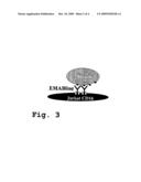 Potentiation of Apoptosis by Monoclonal Antibodies diagram and image