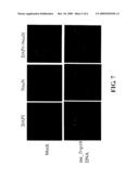 DETERMINATION OF THE BIOLOGICAL FUNCTION OF A TARGET GENE IN A CELL diagram and image