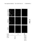 DETERMINATION OF THE BIOLOGICAL FUNCTION OF A TARGET GENE IN A CELL diagram and image