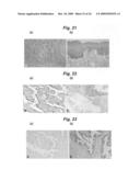  Substrate Protein for M-Phase Kinase and use Thereof diagram and image