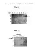  Substrate Protein for M-Phase Kinase and use Thereof diagram and image