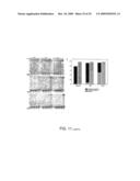 DNA POLYMERASE diagram and image