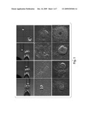 Methods and compositions relating to blastomere-derived human embryonic stem cells diagram and image