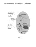 Nanogenomics for medicine: siRNA engineering diagram and image