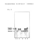 Manufacturing Method Of Tagatose Using Galactose Isomerization Of High Yield diagram and image