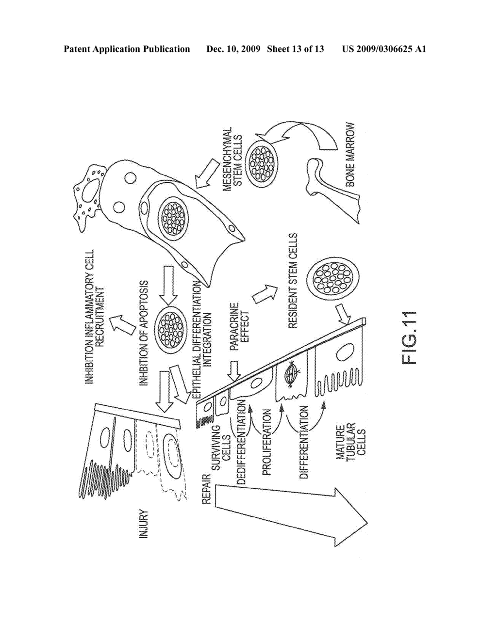 TREATMENT SYSTEMS AND METHODS FOR RENAL-RELATED DISEASES - diagram, schematic, and image 14