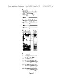 ISOLATION OF THE T-COMPLEX DISTORTERS AND APPLICATIONS THEREOF diagram and image