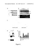 ISOLATION OF THE T-COMPLEX DISTORTERS AND APPLICATIONS THEREOF diagram and image