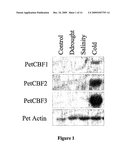 PLANTS EXPRESSING ENVIRONMENTAL STRESS TOLERANCES HAVING PETUNIA CBF GENES THEREIN diagram and image