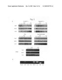 Stress-Induced Transcription Factor Derived from Maize diagram and image