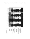 Stress-Induced Transcription Factor Derived from Maize diagram and image