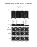 Stress-Induced Transcription Factor Derived from Maize diagram and image