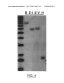 ZMTCRR-1 PLANT SIGNAL TRANSDUCTION GENE AND PROMOTER diagram and image