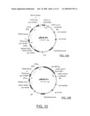 ZMTCRR-1 PLANT SIGNAL TRANSDUCTION GENE AND PROMOTER diagram and image