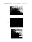 NOVEL PLANTS diagram and image