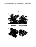 NOVEL PLANTS diagram and image