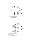 SCFV ANTIBODIES WHICH PASS EPITHELIAL AND/OR ENDOTHELIAL LAYERS diagram and image