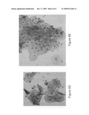 In situ detection of early stages and late stages HPV einfection diagram and image