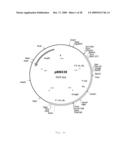 INTERGENIC REGIONS AS INSERTION SITES IN THE GENOME OF MODIFIED VACCINIA VIRUS ANKARA (MVA) diagram and image