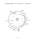 INTERGENIC REGIONS AS INSERTION SITES IN THE GENOME OF MODIFIED VACCINIA VIRUS ANKARA (MVA) diagram and image