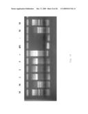 INTERGENIC REGIONS AS INSERTION SITES IN THE GENOME OF MODIFIED VACCINIA VIRUS ANKARA (MVA) diagram and image