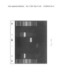 INTERGENIC REGIONS AS INSERTION SITES IN THE GENOME OF MODIFIED VACCINIA VIRUS ANKARA (MVA) diagram and image